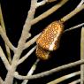 Flamingo Tongue