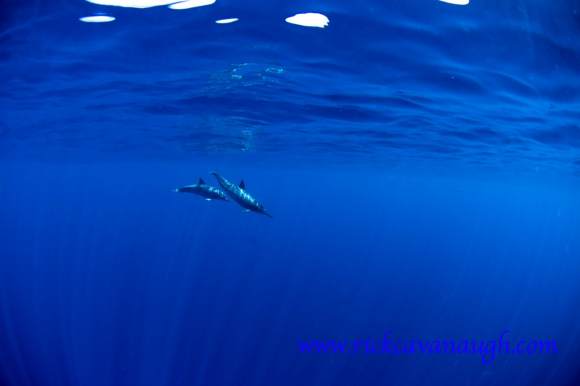 Dolphins off Utila