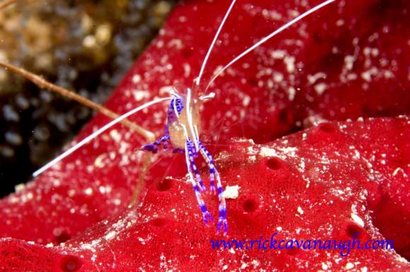 , underwater Photography by Rick Cavanaugh