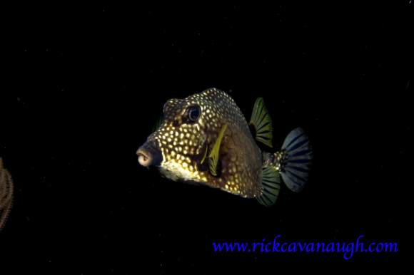 Fish Pictures from Utila