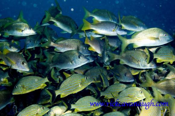 Fish Pictures from Utila
