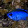 Blue Chromis