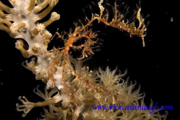 Neck Crab in Utila, underwater Photograph