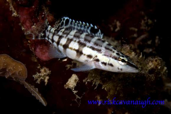 Fish Pictures from Utila